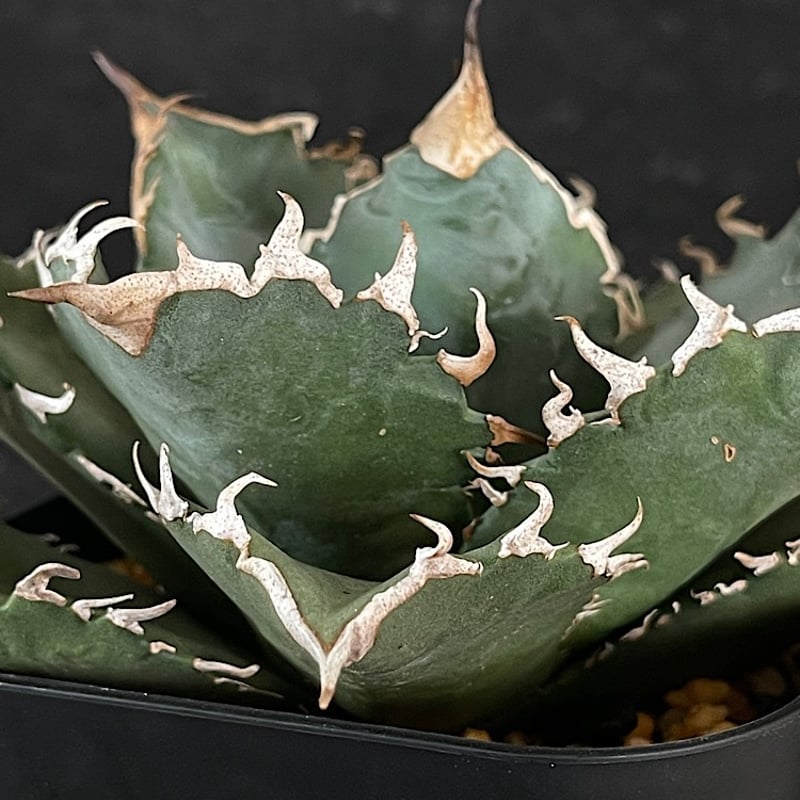 アガベ チタノタ アガベ チタノタ 鬼雨 AG575-2 | EM Plants Online Store