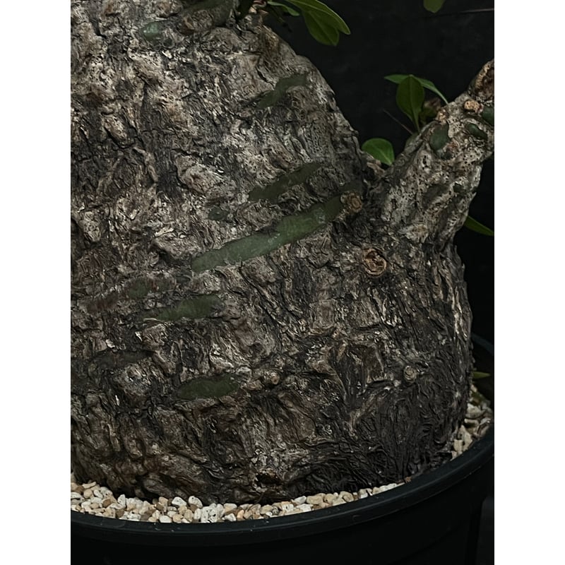 Fouquieria fasciculata フォークイエリア ファシクラータ Fouquieria fasciculata【フォークイエリア・ファシクラータ