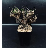 サンセベリア モモ 「Sansevieria Momo」 SA346 | EM Plants