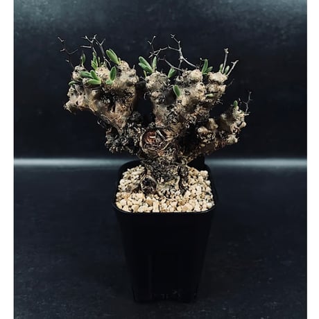 CATEGORY 販売価格一覧 | EM Plants Online Store