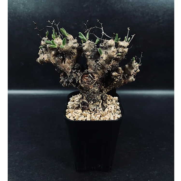 万物想 チレコドン レティキュラーツス 万物想「Tylecodon reticulatus」CX111