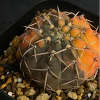 ギムノカリキウム 怪竜丸 錦 「 Gymnocalycium bodenbenderianum var.」 CT88