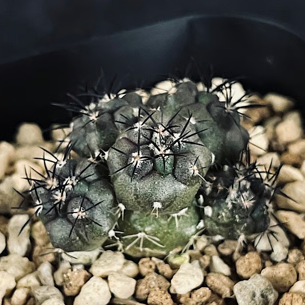 オクルタ　エリオシケ　群生希少大苗国内繁殖　鉢ごと発送（コピアポア塊根植物） fit=scale-down,w=1200