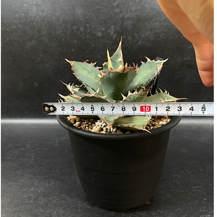 アガベ チタノタ 覇王竜 agave titanota 大株 アガベ チタノタ 覇王竜 大株「Agave titanota 'Haouryu'」AG24-2