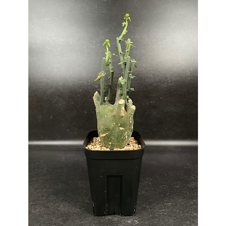 アデニア プセウドグロボーサ 現地球 「Adenia pseudoglobosa」