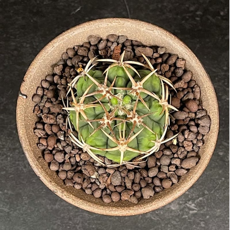 ギムノカリキウム フェロシオール 応天門 実生 + 萬古焼 植木鉢 金彩