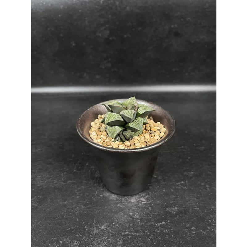 ハオルチア スプレンデンス + 萬古焼 植木鉢 「Haworthia magnifica va