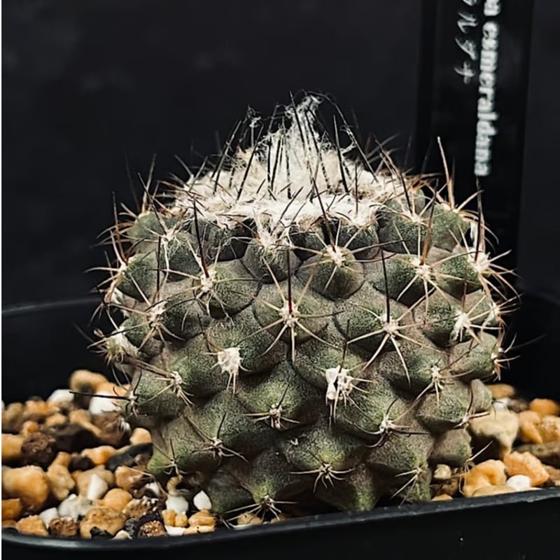 コピアポア エスメラルダナ 実生「copiapoa esmeraldana」CT34-1
