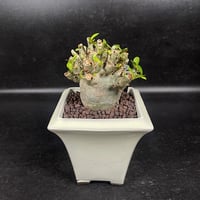 アデニウム アラビカム ドワーフ + 萬古焼 植木鉢 「Adenium arabicum Dwarf」