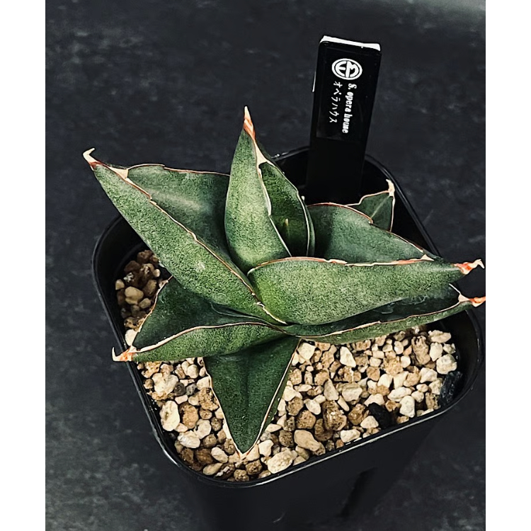 サンセベリア オペラハウス「Sansevieria Opera House」SA306 | E