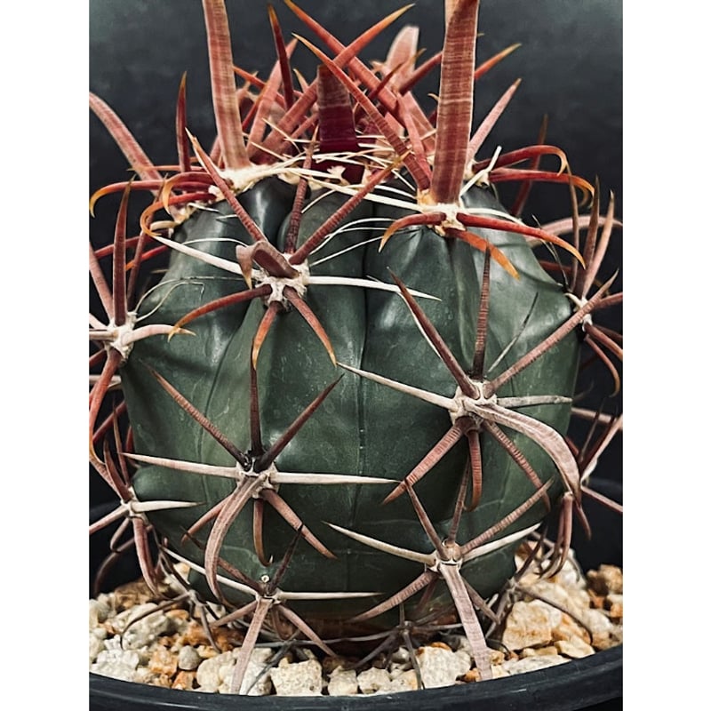 サボテン　美株　フェロカクタス　強赤棘　神仙玉 フェロカクタス 神仙玉 南方形 実生 「Ferocactus gracilis subsp.