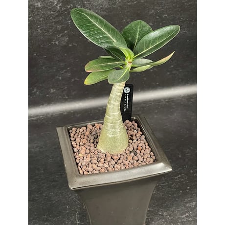 アデニウム アラビカム イエメン + 萬古焼 植木鉢 国内実生株  「Adenium arabicum  Yemen」