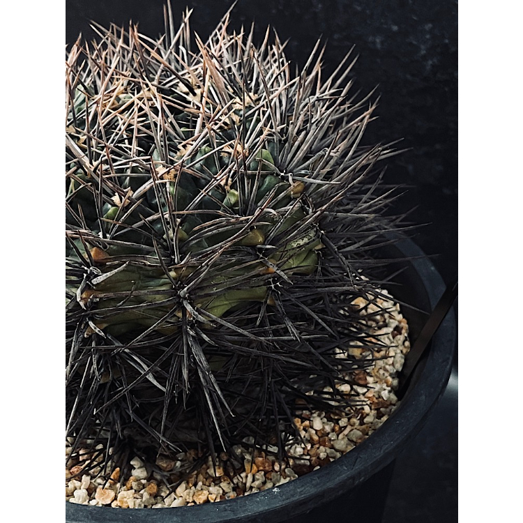 ギムノカリキウム ”大型” 二グラム 親木「Gymnocalycium