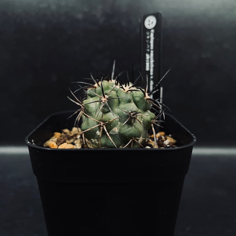 コピアポア コクインバナ 'チャニエレンシス' (亜種)「Copiapoa