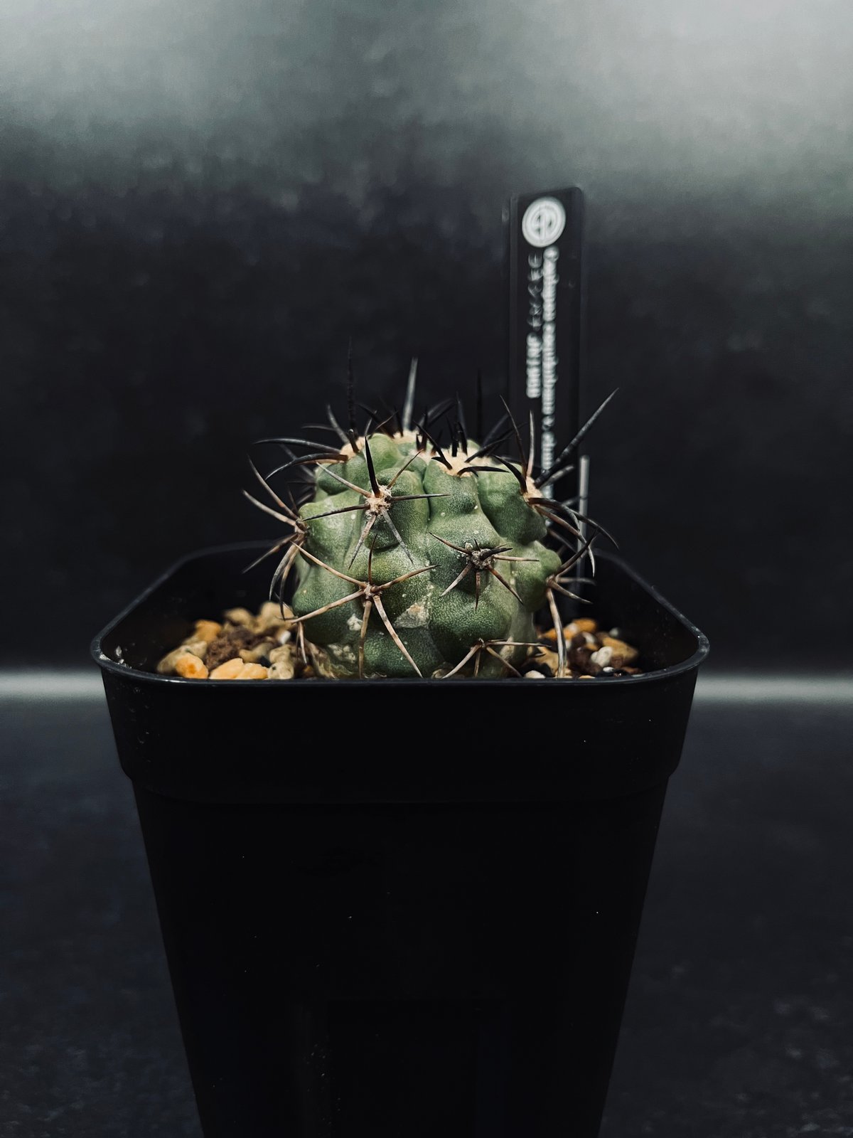 コピアポア コクインバナ 'チャニエレンシス' (亜種)「Copiapoa