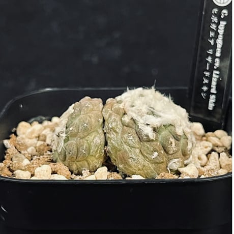 コピアポア ヒポガエア リザードスキン ２頭  「Copiapoa hypogaea Lizard Skin」 　CT547