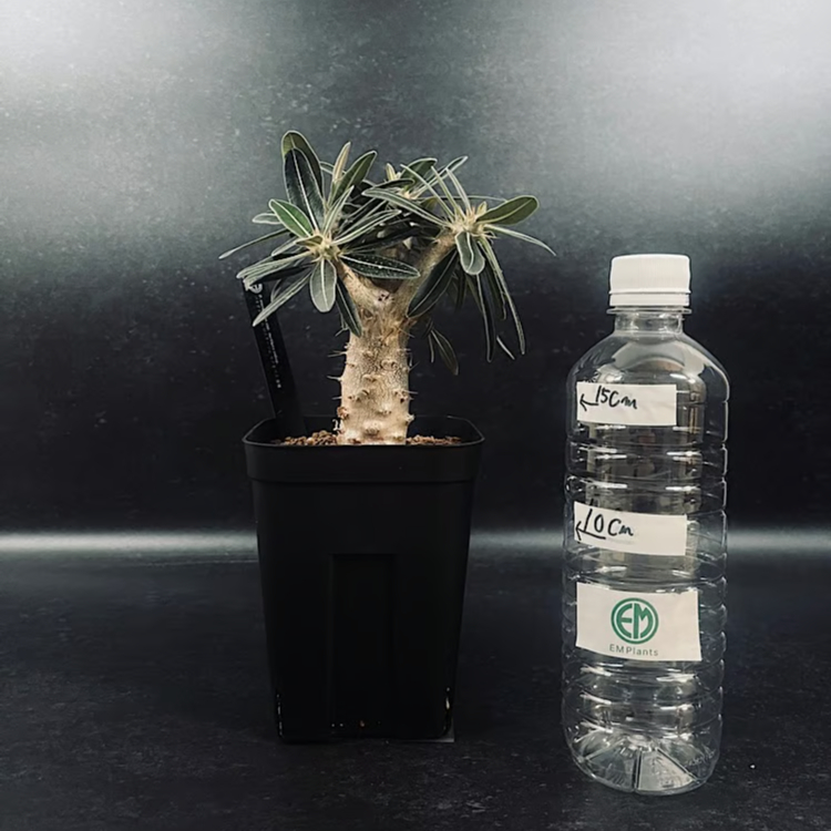 EMP パキポディウム ロスラーツム カクチペス '亜種' / Pa40