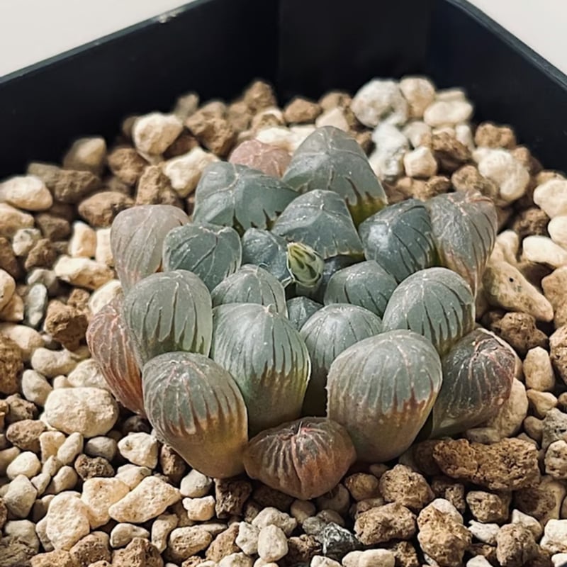 ハオルチア スターサファイア パープル HA303-1 | EM Plants Online