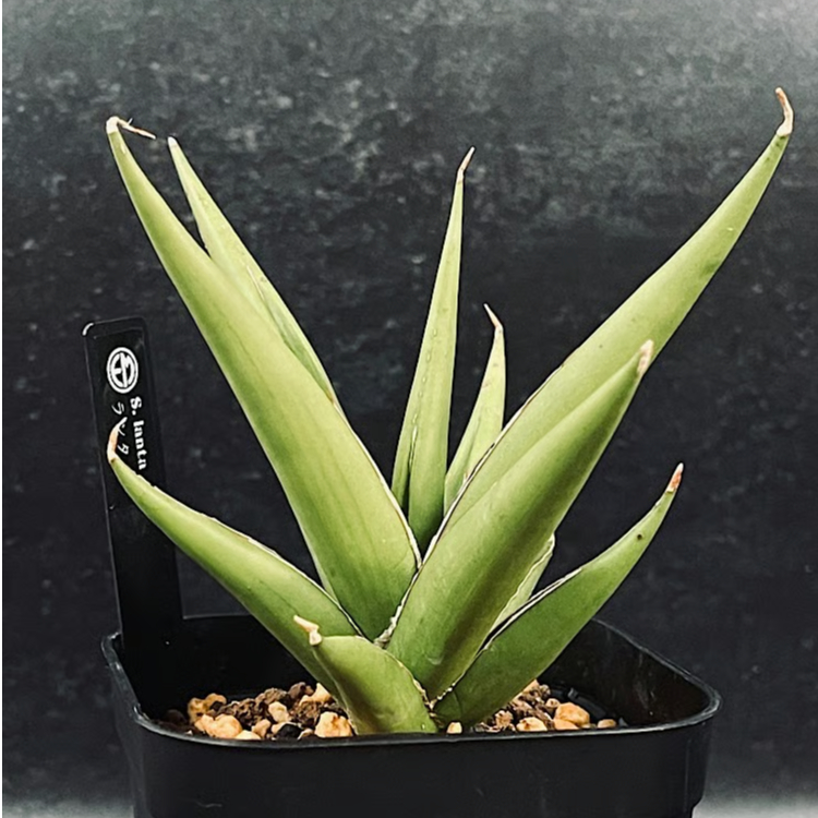 サンセベリア ランタ 「Sansevieria Lanta」SA98 | EM Plants