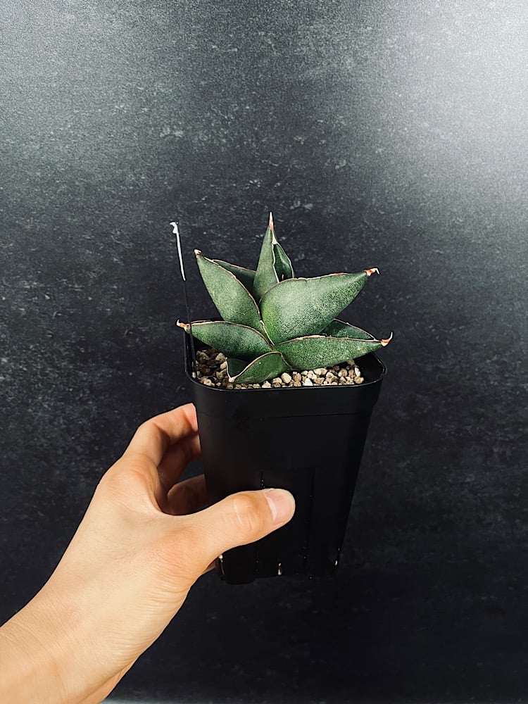 EMP サンセベリア Susano'O' スサノオ / SA318 EMP サンセベリア Susano'O' スサノオ / SA318