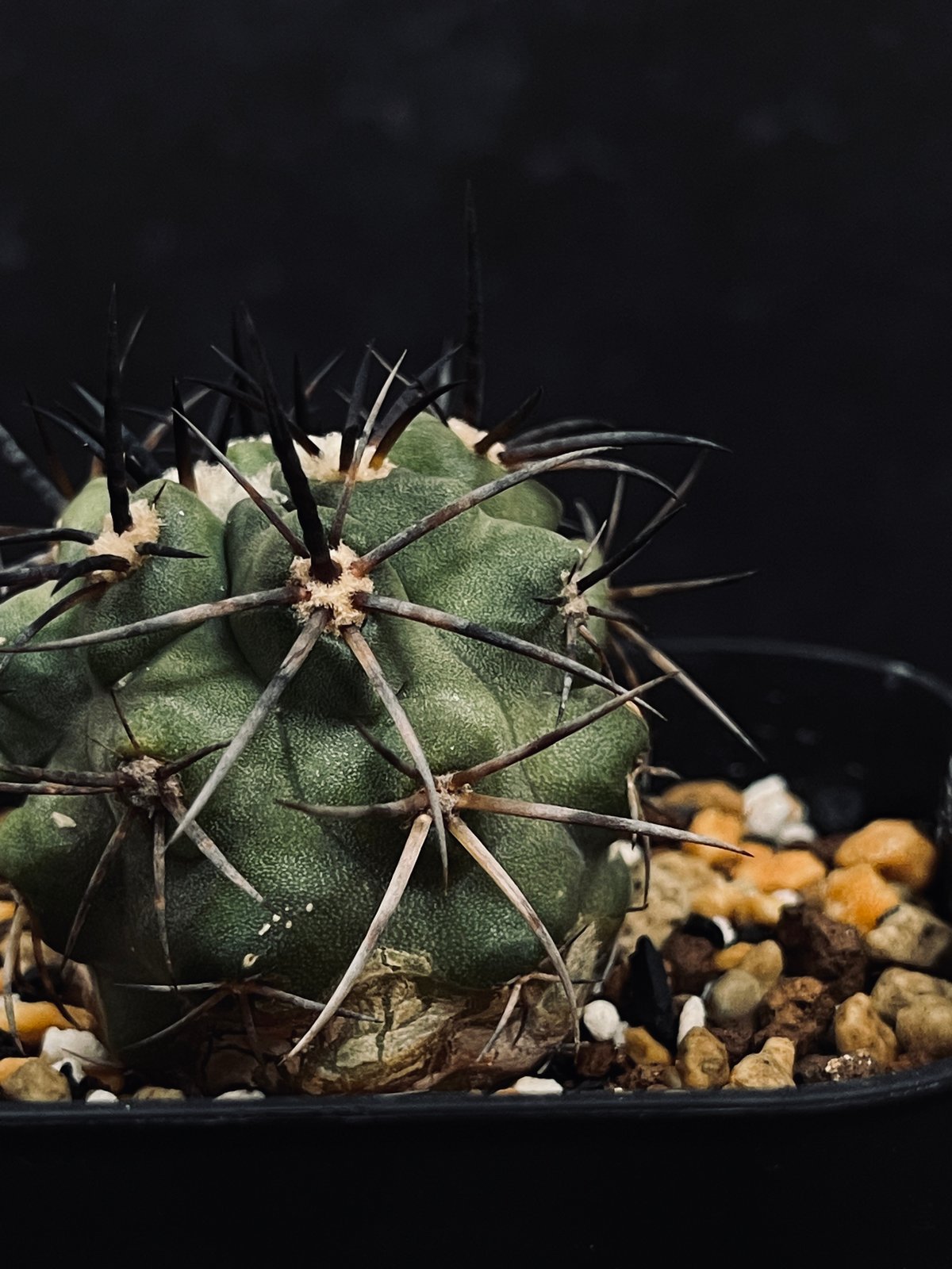 コピアポア コクインバナ 'チャニエレンシス' (亜種)「Copiapoa