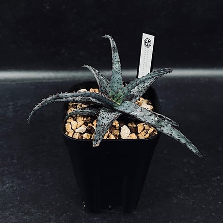 CATEGORY アロエ | EM Plants