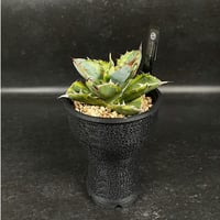 アデニウム スワジクム 「Adenium swazicum」 AD16-3 | EM Plan