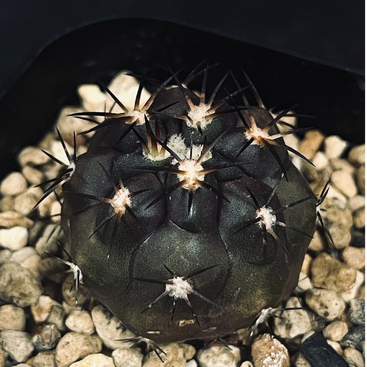 コピアポア デュラ 実生 「Copiapoa dura」CT38 | EM Plants On