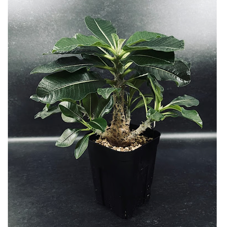 パキポディウム ウィンゾリー 実生「Pachypodium baronii var