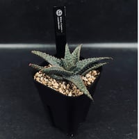 サンセベリア サン ディー 「Sansevieria San Dee」SA320 | EM P