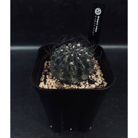CATEGORY エリオシケ | EM Plants Online Store