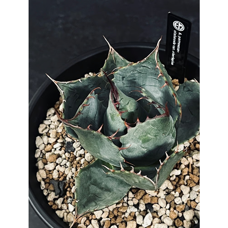 アガベ ハイブリッド 'Illusion' ボビマエア斑入り agave hybrid bovicornuta × pygmaea 'Illusion' アガベ