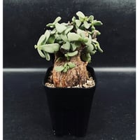 エリオシケ　オクルタ fit=scale-down,w=1200