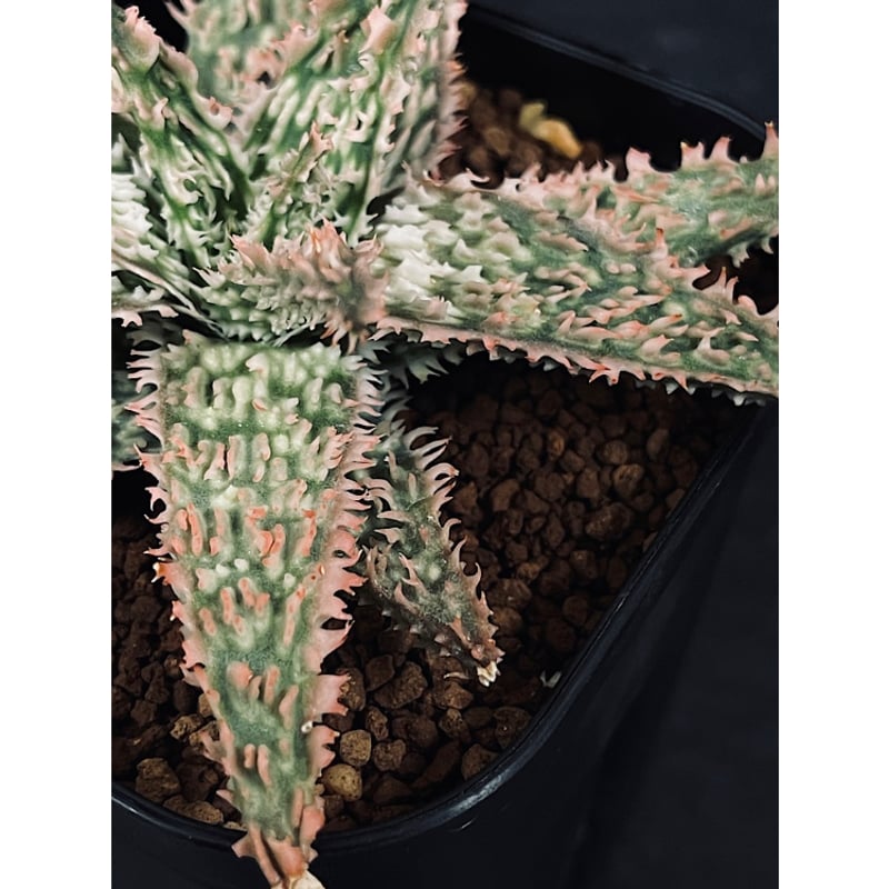 アロエ ハイブリッド 「Aloe Thai hybrid 」AL62-1 | EM Plant