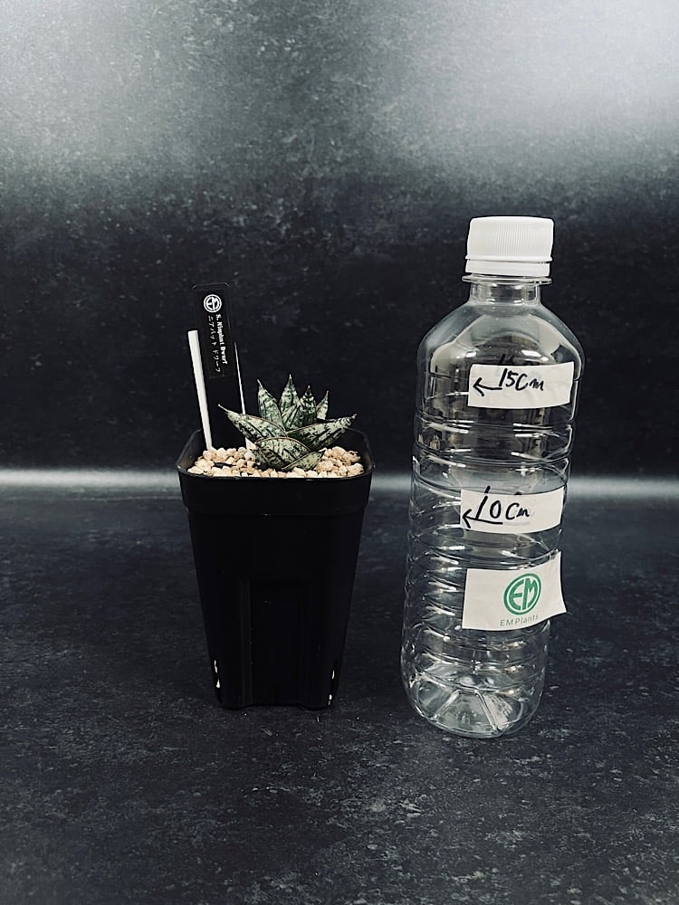 サンセベリア ニアパット ドワーフ 「Sansevieria Niaphat dwarf」 S