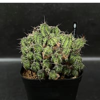 アデニウム スワジクム 「Adenium swazicum」 AD16-3 | EM Plan
