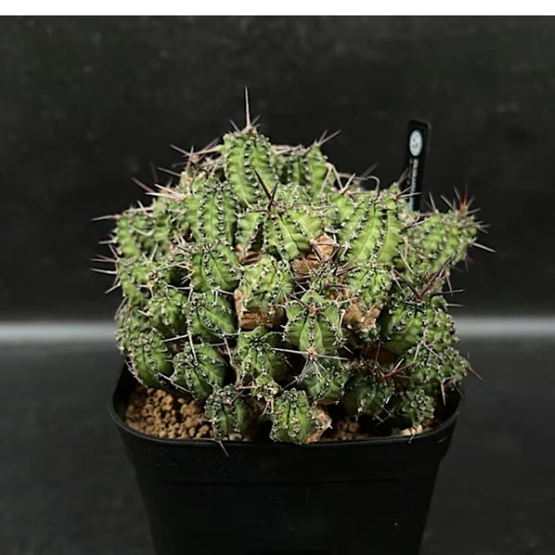 ユーフォルビア フィリプシアエ 「Euphorbia phillipsiae」 YU37 |