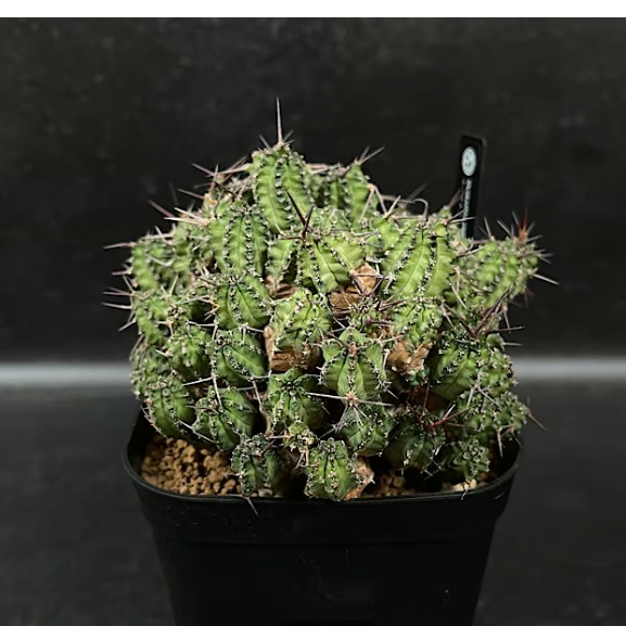 ユーフォルビア フィリプシアエ 「Euphorbia phillipsiae」 YU37 |