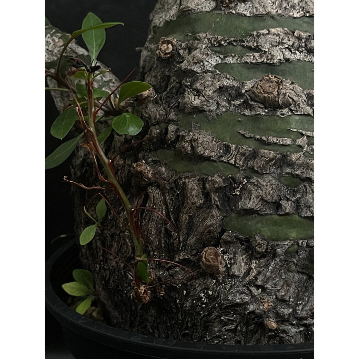 フォークイエリア ファシクラータ Fouquieria fasciculata フォークイエリア ファシクラータ「Fouquieria fasciculata