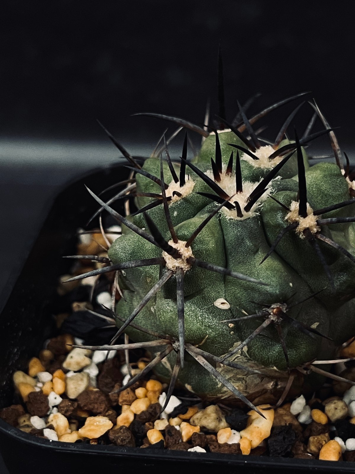 コピアポア コクインバナ 'チャニエレンシス' (亜種)「Copiapoa