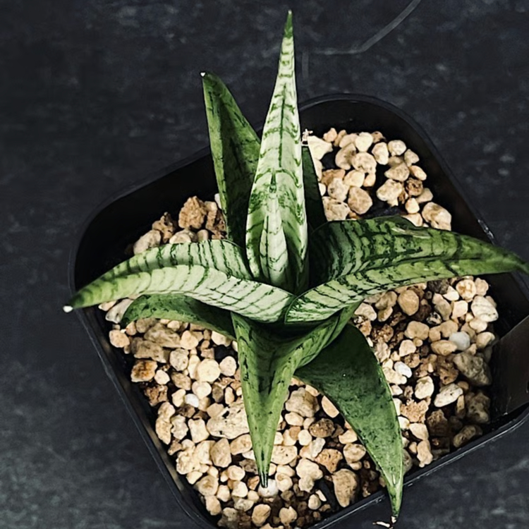 サンセベリア モモ 「Sansevieria Momo」 SA346 | EM Plants