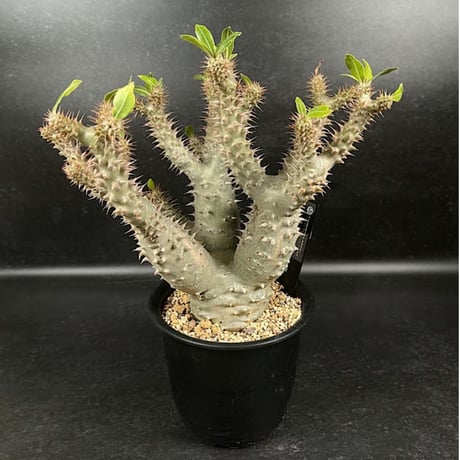 パキポディウム マカイエンセ 現地球 「Pachypodium makayense」