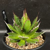 アガベ ホリダ 実生 短葉 選抜個体 「Agave Horida」 AG1-838