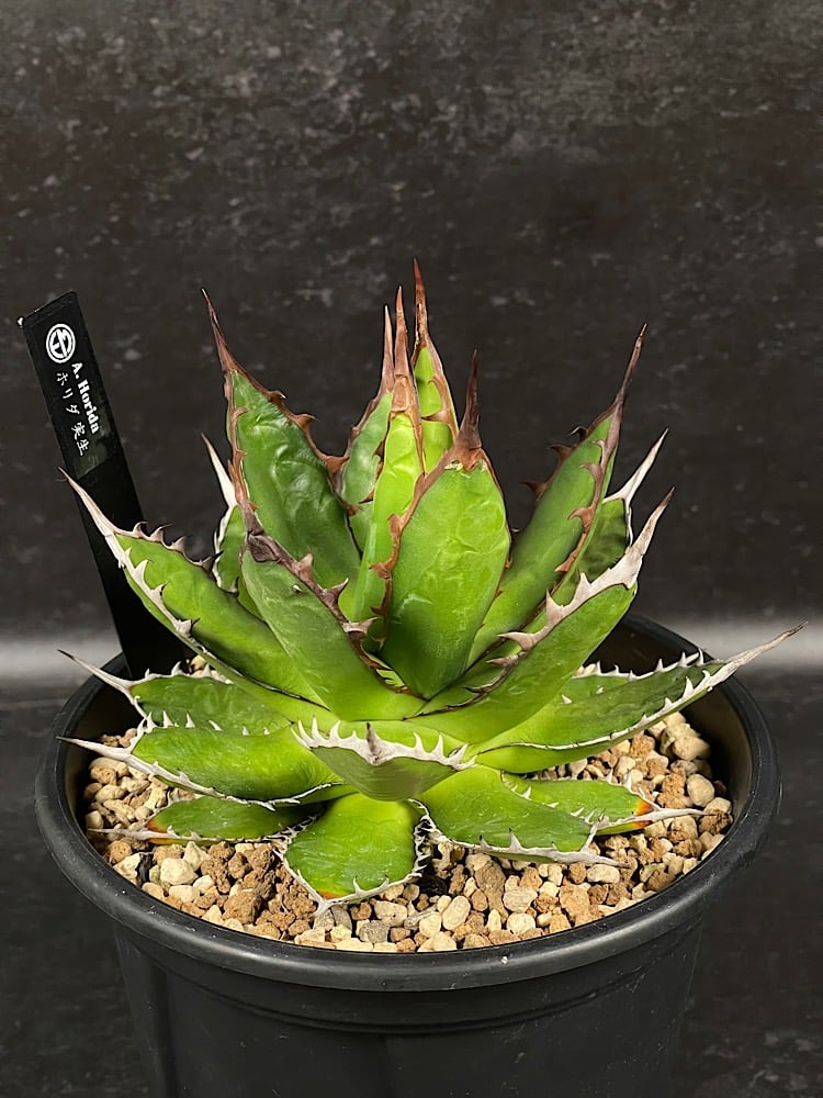 アガベ ホリダ 実生 短葉 選抜個体 「Agave Horida」 AG1-838 | EM