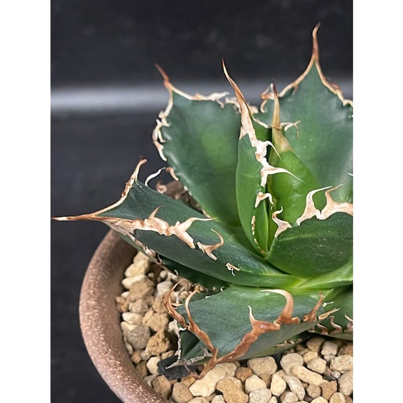 アガベ チタノタ 魔竜 ＋ 萬古焼 金彩鉢 | EM Plants Online Store