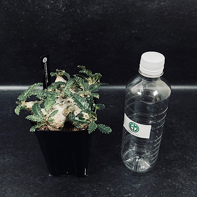 ドルステニア ラブラニー×ホルウッディ 斑入り 選抜「Dorstenia