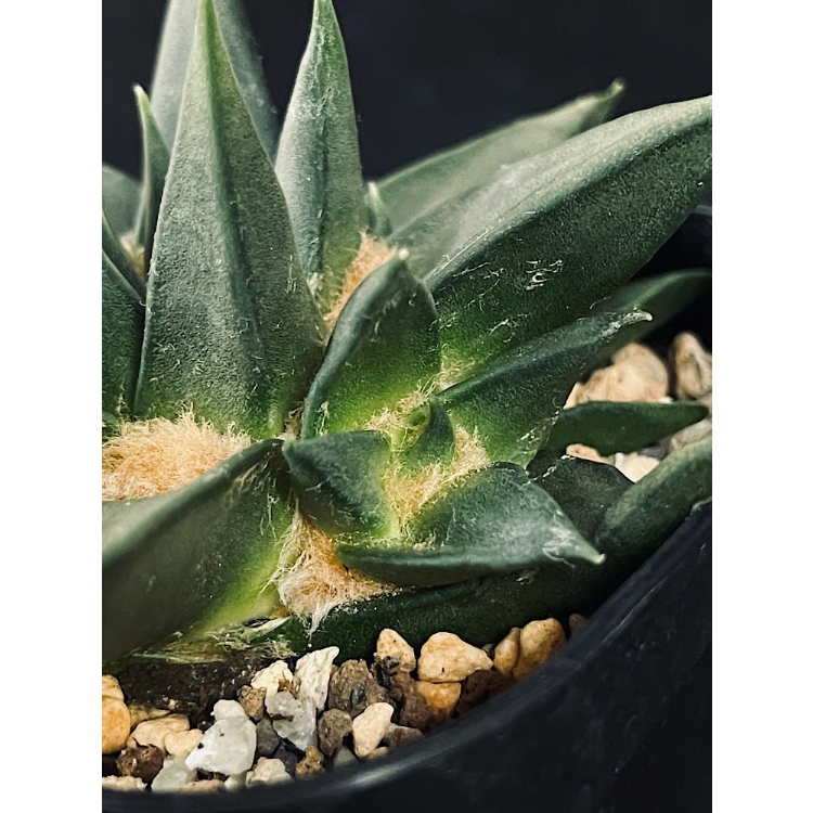 アリオカルプス 三角牡丹 4頭 実生 「Ariocarpus trigonus」 B885