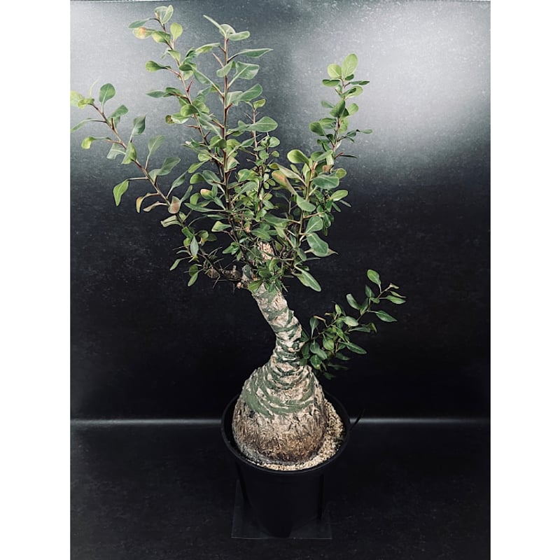 フォークイエリア ファシクラータ「Fouquieria fasciculata」Wo11-5