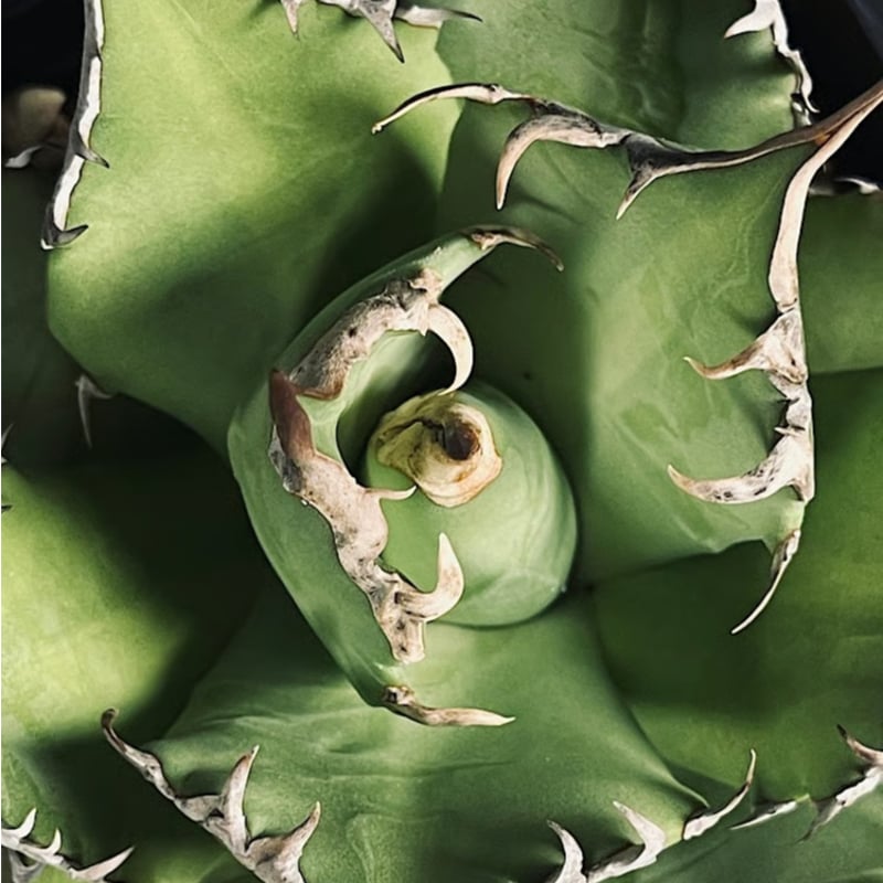 アガベ　シエラミスティカ アガベ チタノタ シエラミクスティカ 「Agave FO-076 Sierra Mixteca