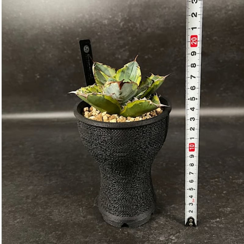 アガベ チタノタ ブラック＆ブルー 錦 + 3Dプリンタ鉢 「Agave